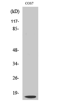 Cleaved-Cathepsin D LC (G65) Polyclonal Antibody