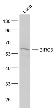 API2/BIRC3 Polyclonal Antibody