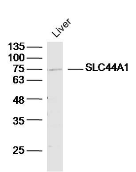 SLC44A1 Polyclonal Antibody