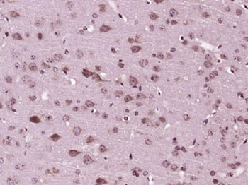 MANSC1 Polyclonal Antibody