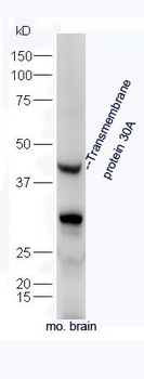 Transmembrane protein 30A Polyclonal Antibody