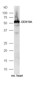 DDX19A Polyclonal Antibody