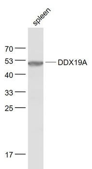 DDX19A Polyclonal Antibody