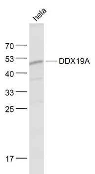 DDX19A Polyclonal Antibody