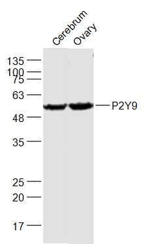 P2Y9 Polyclonal Antibody