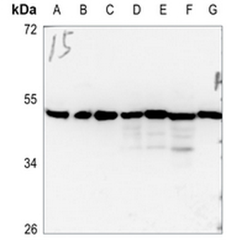 FoxD4L5 Antibody