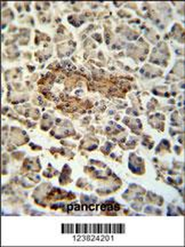 SUMF1 Antibody (C-Term)