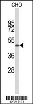 GORAB Antibody (N-term)