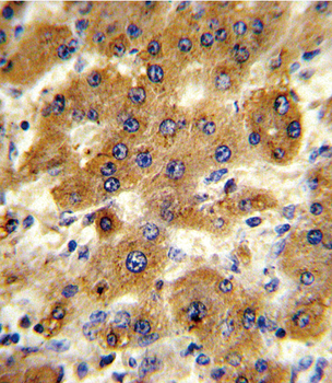 CYP8B1 Antibody (C-term)