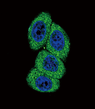 CYP4B1 Antibody (Center)