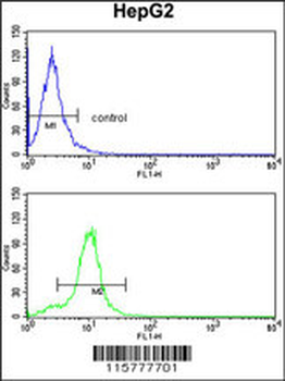 CYP2E1 Antibody (C-term)