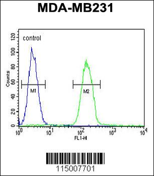 PHLPP2 Antibody (C-term)