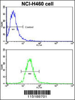 EphB2 Antibody