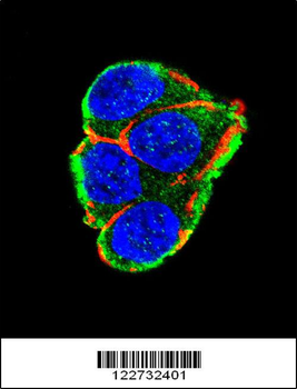 AKT2 Antibody
