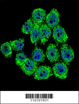 Merlin Antibody (N-term)
