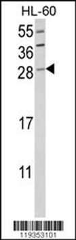 GZMB Antibody (C-term)