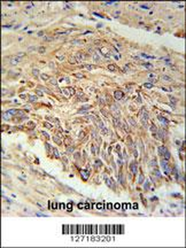 EBPL Antibody (C-term)