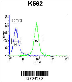 AAA1 Antibody (C-term)