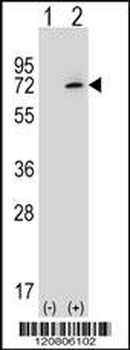 XRCC6 Antibody (C-term)