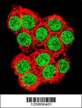 XRCC6 Antibody (C-term)