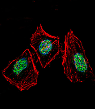 XRCC6 Antibody (C-term)