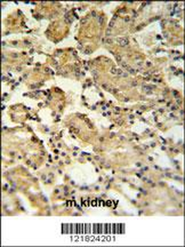 XBP1 Antibody (Center)
