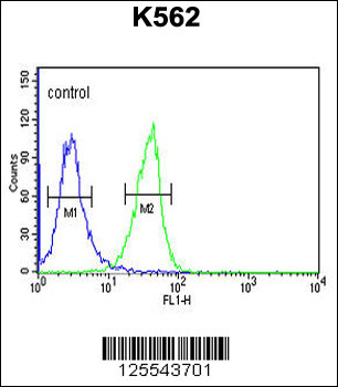 IN80B Antibody (Center)