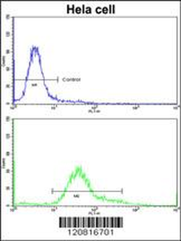 IMMT Antibody (C-term)