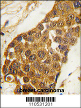 Msx2 Antibody (C-term)