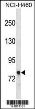 AMPH Antibody (Center)
