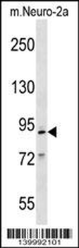 Mouse Mcm2 Antibody (C-term)