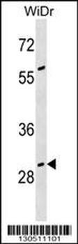 GAS2 Antibody (N-term)