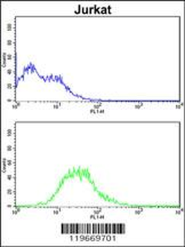 ATG14 Antibody (N-term)