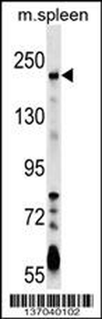 NEO1 Antibody (Center)