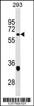 VEZF1 Antibody (Center)