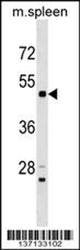 Mouse Rps6kl1 Antibody (N-term)