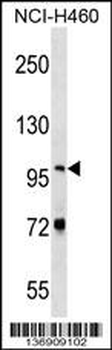 NVL Antibody (C-term)