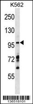 MYRIP Antibody (C-term)