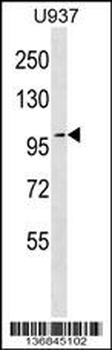 TJP2 Antibody (C-term)