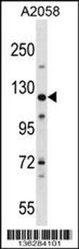 BAT3 Antibody (C-term)