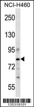 CDCP1 Antibody (C-term)