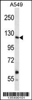 Mouse Insrr Antibody (C-term)