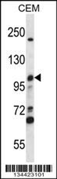 MCM4 Antibody (C-term)