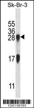 IL32 Antibody (N-term)