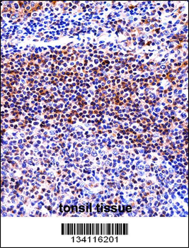 IL32 Antibody (N-term)