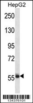 SP3 Antibody (Center)
