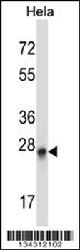 PEX19 Antibody (N-term)