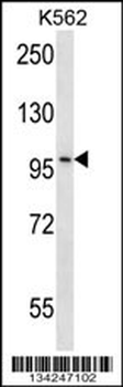 CARD10 Antibody (Center)