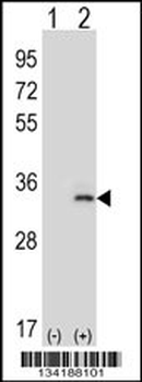 IL33 Antibody (N-term)