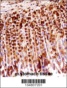 Mouse Map2k1 Antibody (C-term)
